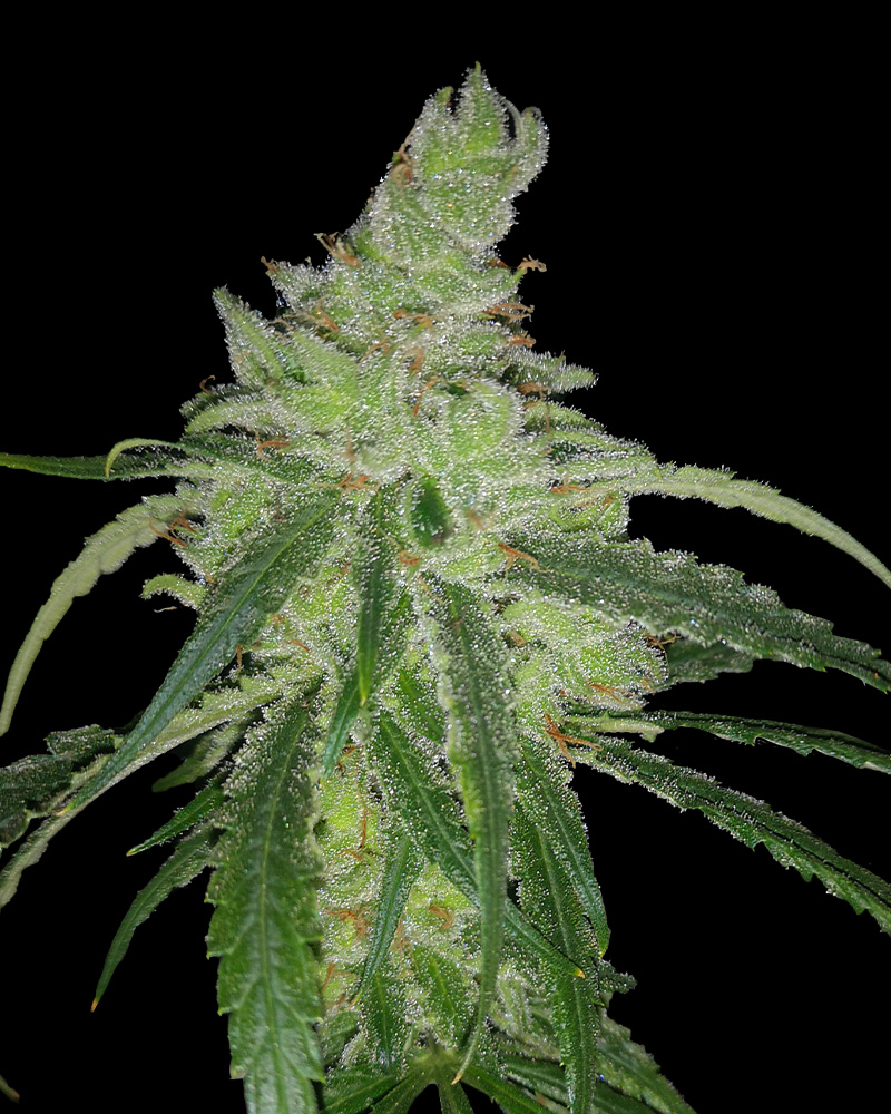 GB Therapy CBD