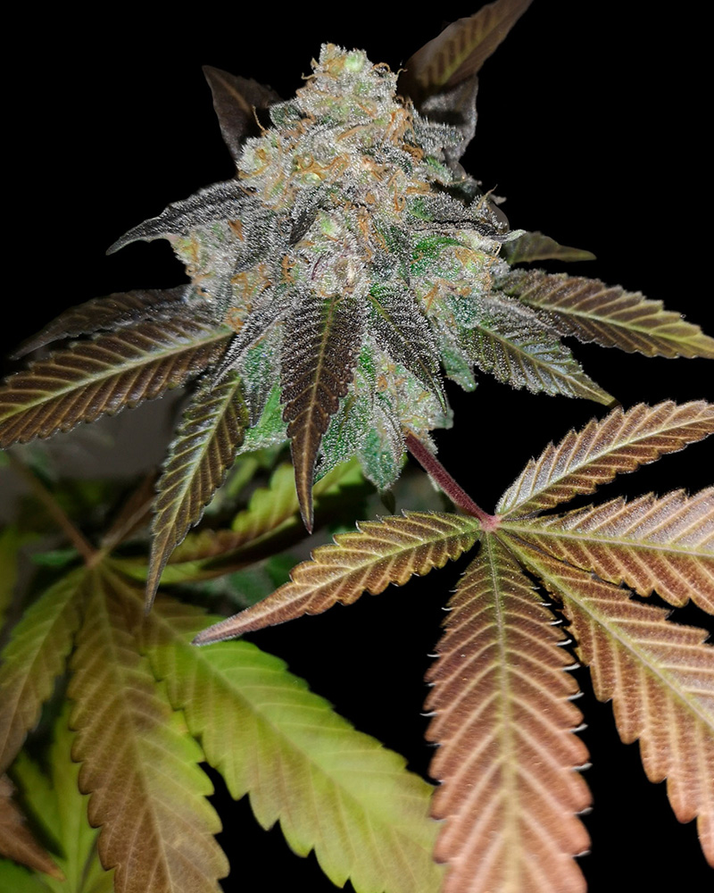 Harlequin CBD