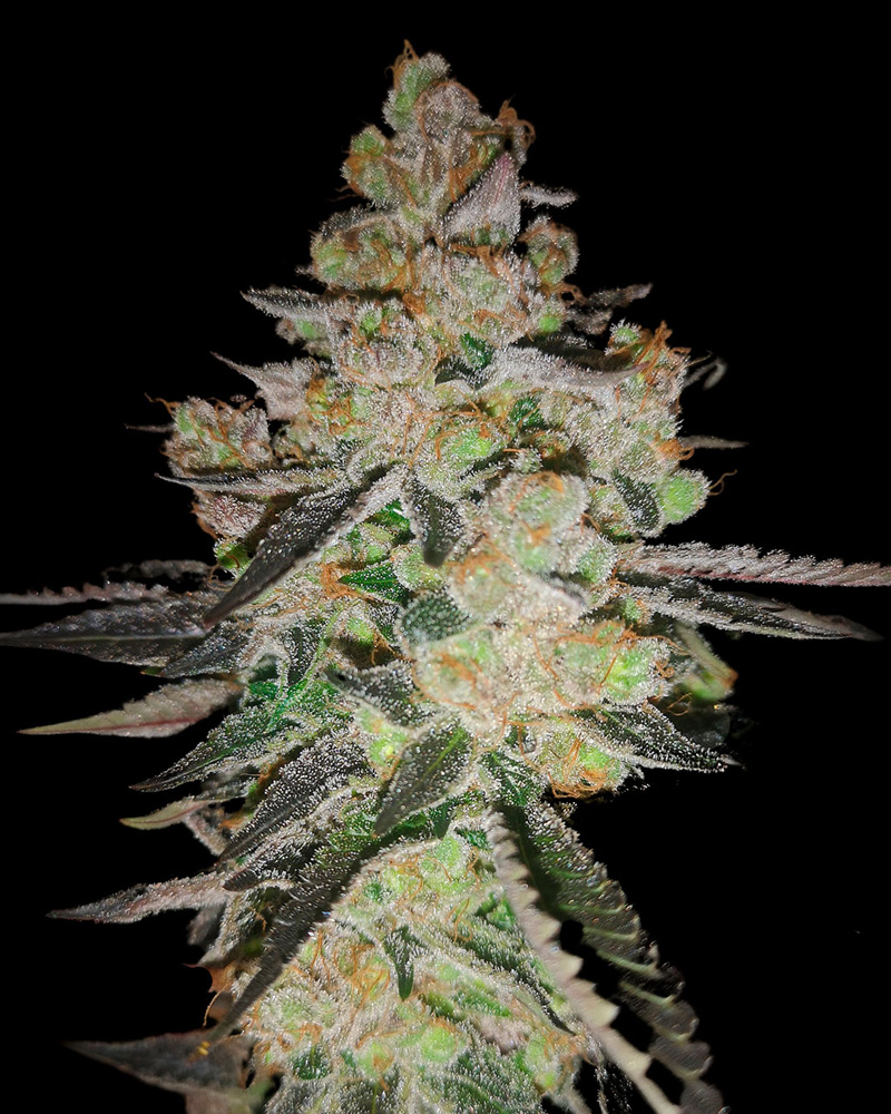 OG Kush CBD