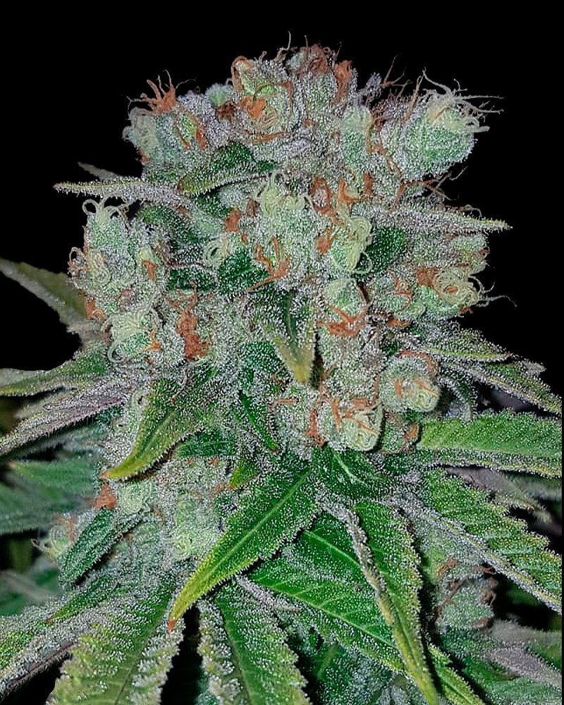 Strawberry Cake CBD