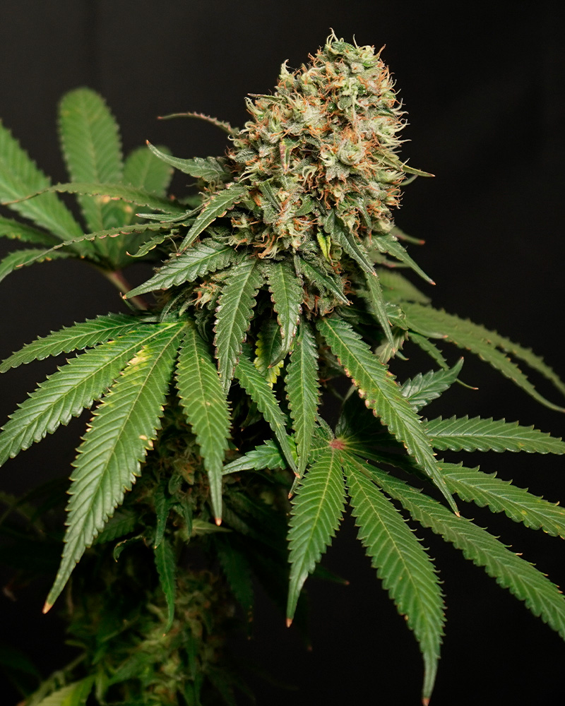 Tropicanna Cookies