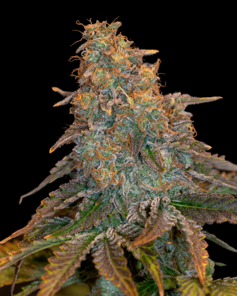 Auto Grand Daddy Purple XXL